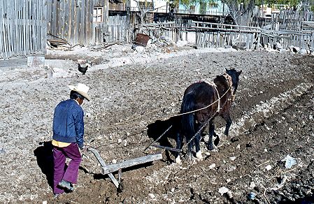 Horse-drawn plough, Creel, Chihuahua, 1980