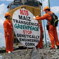 Greenpeace protest against GM corn