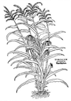 Turkish corn from Fuchs' De Historia Stirpium; Basle 1542