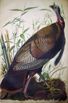 Wild Turkey, Meleagris gallopavo Painting by John James Audubon, 1830