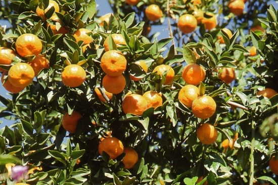 oranges growing