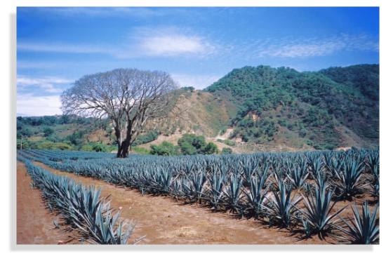 Agave field in Jalisco