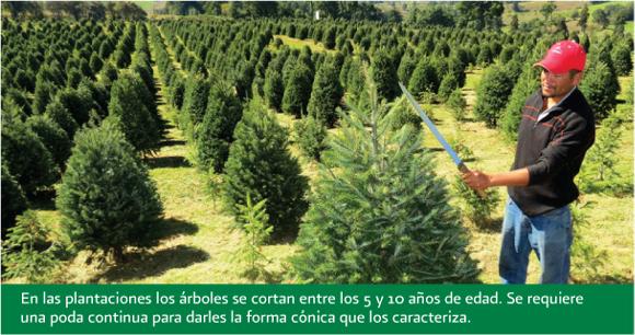 Pruning young Christmas trees in Mexico