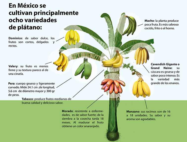Eight kinds of bananas grown in Mexico