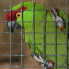 Wildlife trafficking in Mexico: how many wild parrots are illegally captured each year?