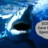 Mexico imposes seasonal ban on all shark fishing