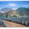 The geography of tequila: how is tequila made?