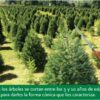 The production of Christmas trees in Mexico