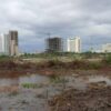 Ecocide in Cancún: mangroves destroyed overnight